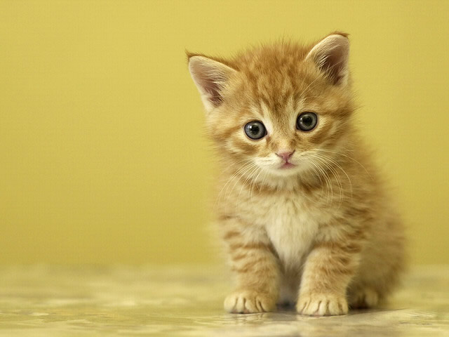 你家屋内适宜养猫吗?