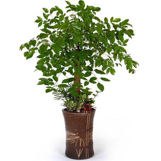 五行风水植物